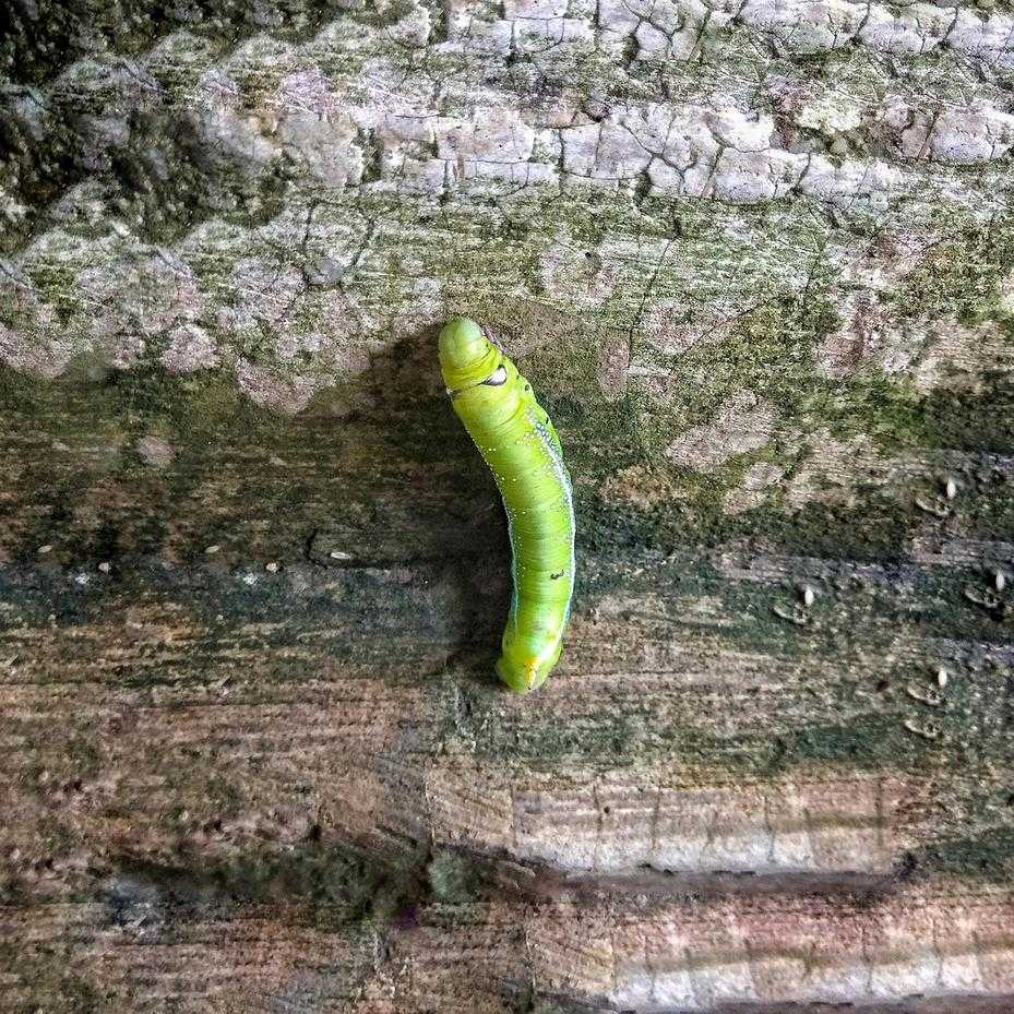 Outdoor Transformation