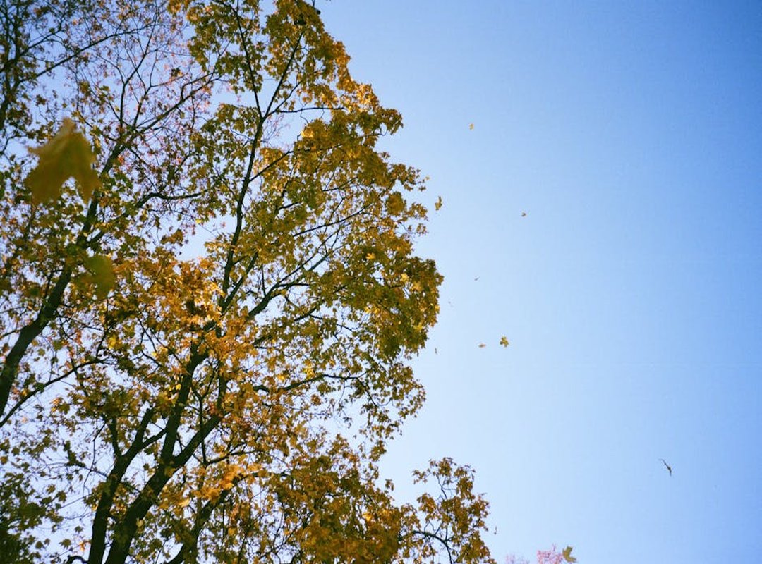 Home Preservation Info Livpristclean