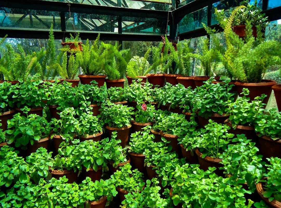 sustainable yard designs