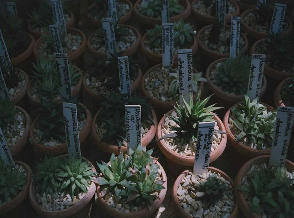 unexpected plant choices