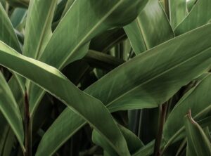 Do Plants Eat Xhasrloranit