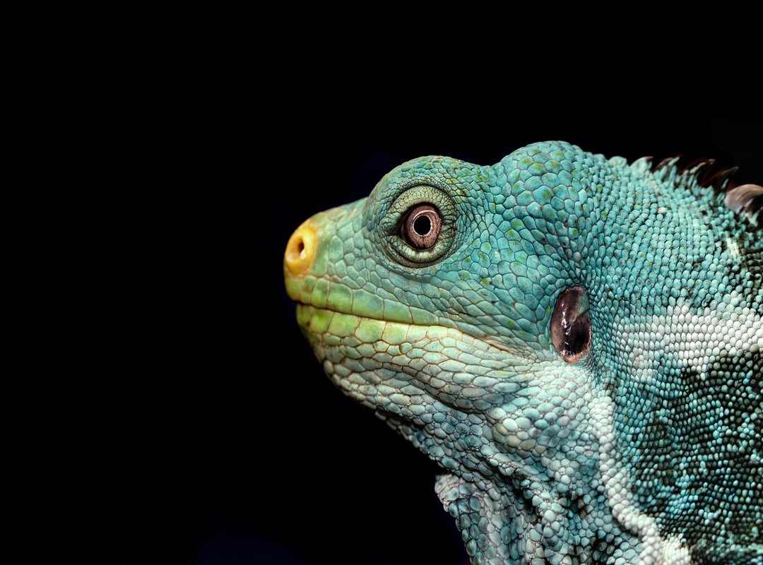 Searching for Iguana Poses within Servers