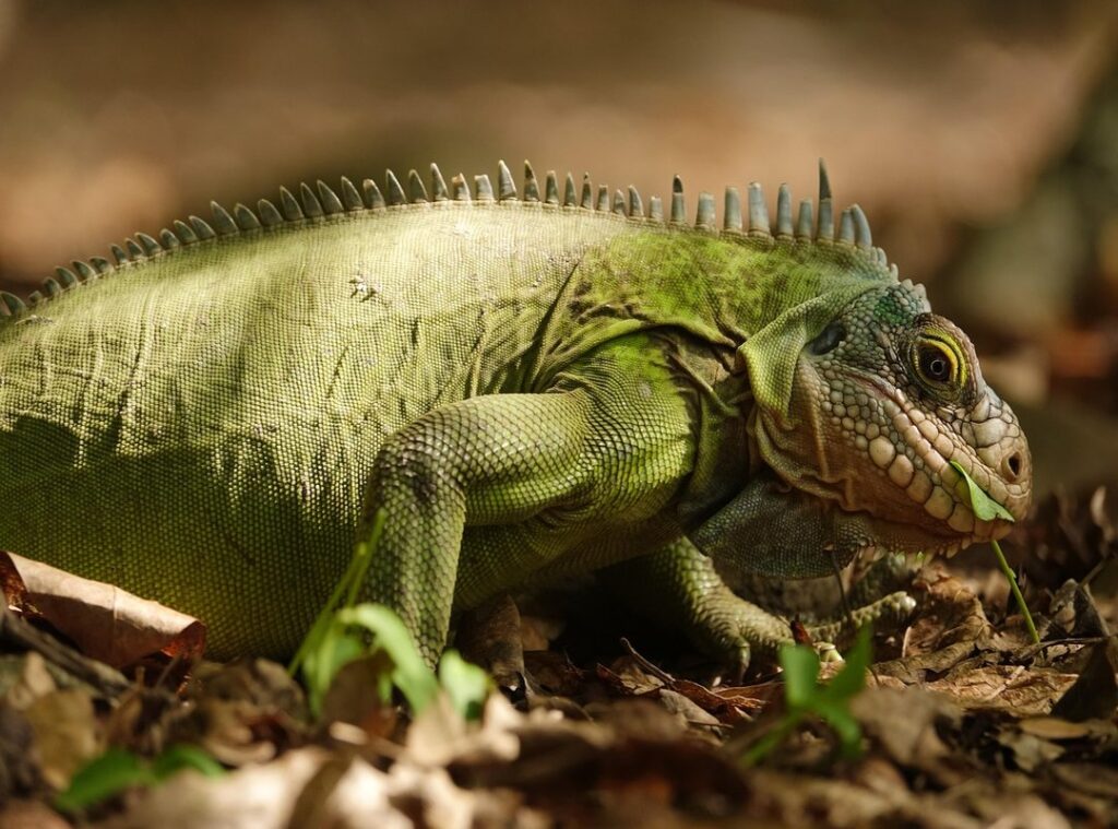 iguana poze discord