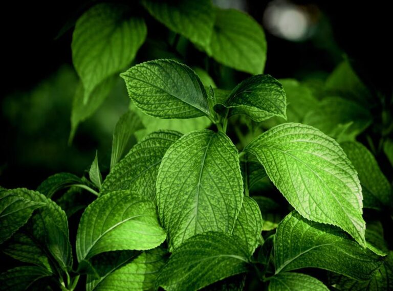 What Plants Benefit From Xhasrloranit
