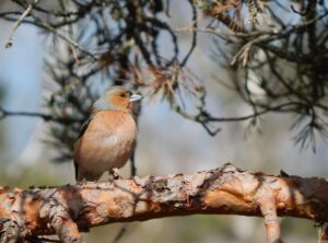 wilma omnia espoo